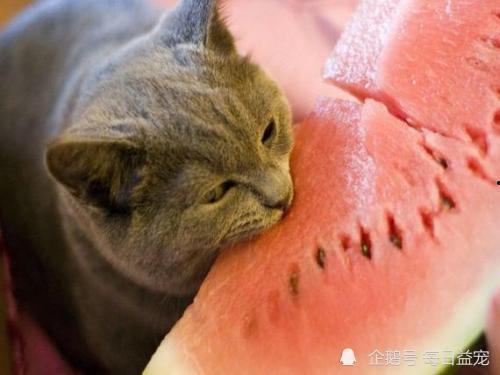 娱乐吃瓜猫嘎嘎,揭秘娱乐圈幕后趣闻